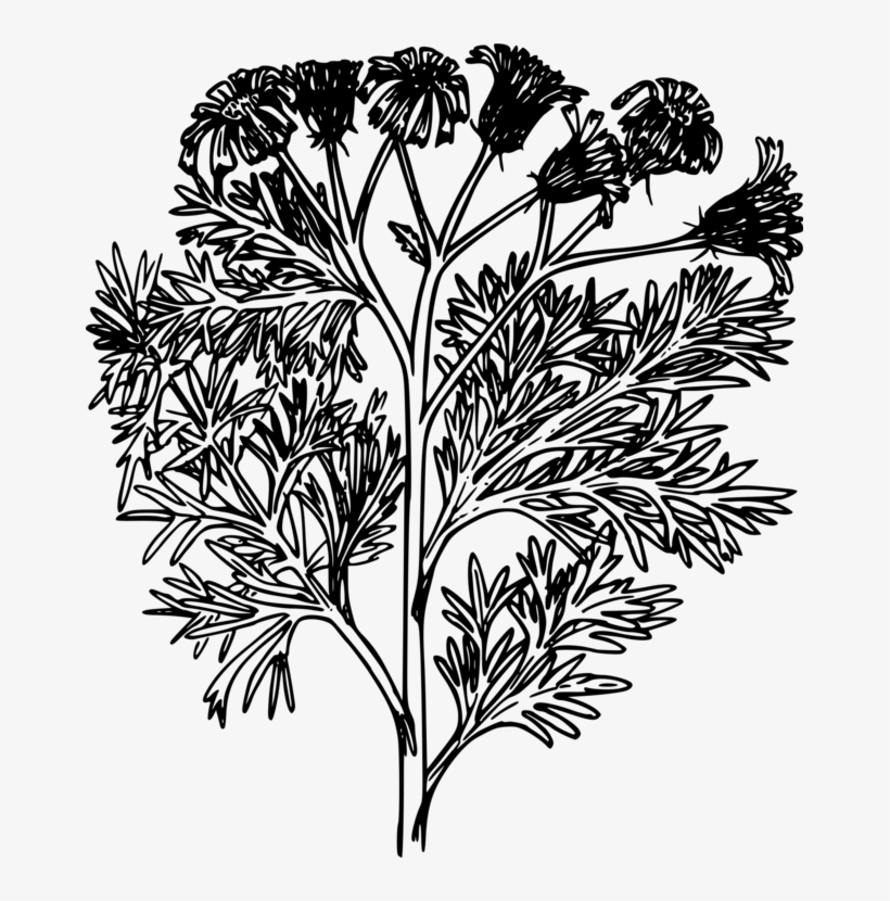 Computer Icons Tansy Stinking Willie Download Plants - Stinking Willie, transparent png #2531327