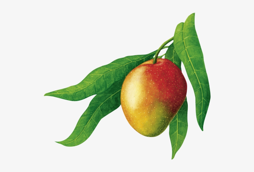 Mango Grafik, transparent png #2532208
