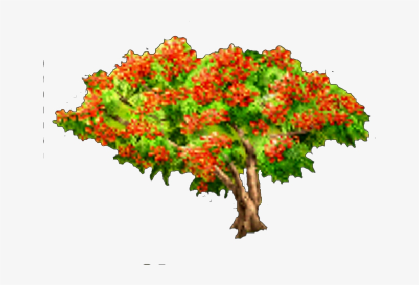 Royal Poinciana Tree - Tree, transparent png #2534006