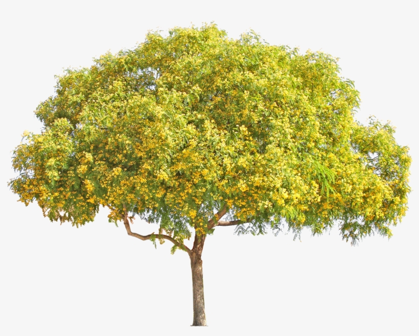 Tipu - Yellow Flower Tree Png, transparent png #2534060