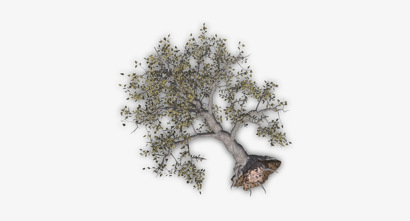 24 Mar 2009 - Uprooted Tree Clipart, transparent png #2534340