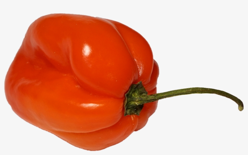 File - Habanero - Habanero Pepper Transparent Background, transparent png #2534617
