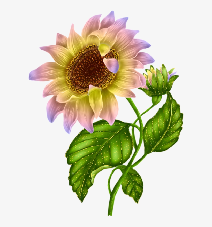 New Sunflower Clipart Black And White Hd Images - Sunflower Drawing High Resolution, transparent png #2534640