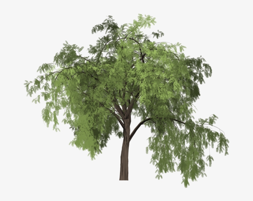 Plants Clipart Sweet Pepper - Pimiento Arbol Png, transparent png #2534667