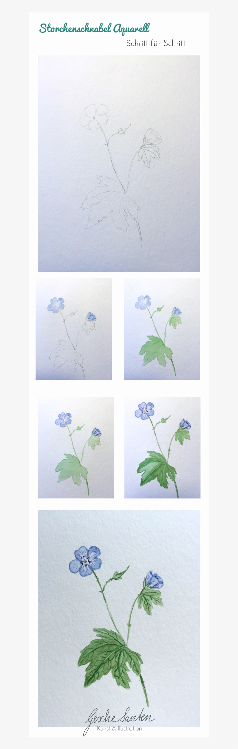 Botanik Für Künstler Wie Kann Floristisches Wissen - Dame’s Rocket, transparent png #2534719