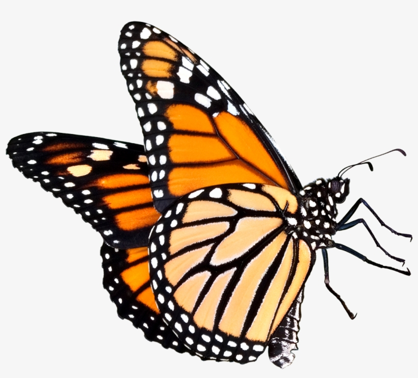 Butterfly Png Five Siting Position, transparent png #2534931