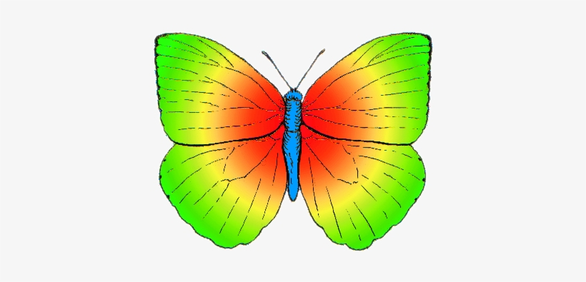Butterfly Rainbow Colored - Butterfly Colors, transparent png #2535333