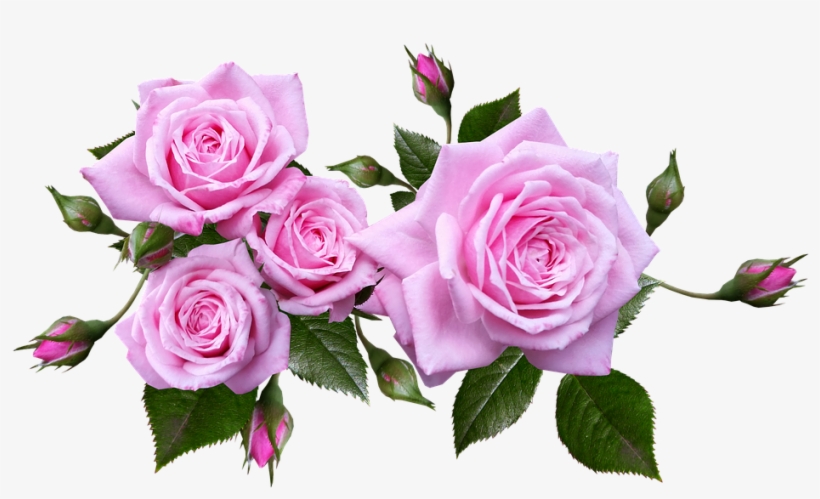 Rose, Flower, Arrangement, Plant - Pink Roses Transparent Background, transparent png #2535710