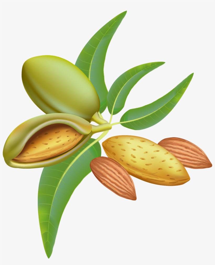 Almond Png Clipart Image - Almond Tree Clipart, transparent png #2535779