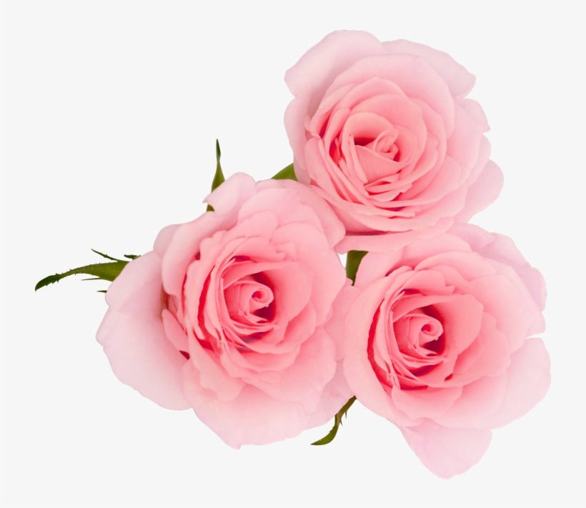 Rose Flower Extract - Natural Flower Pic Png, transparent png #2535862