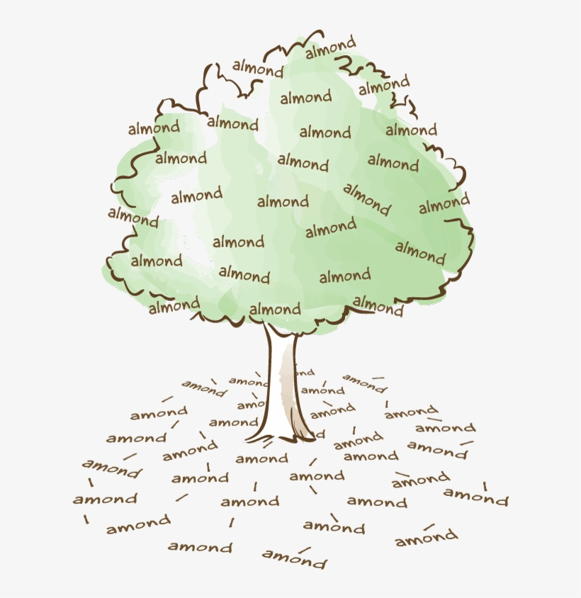 Almonds In The Tree, Amonds On The Ground - Almond Vs Amond, transparent png #2536145