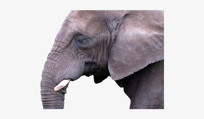 Elephant - Indian Elephant, transparent png #2537317