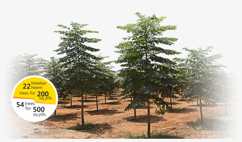 Sweet Reward Of Free Malabar Neem Trees - Melia Dubia, transparent png #2537683