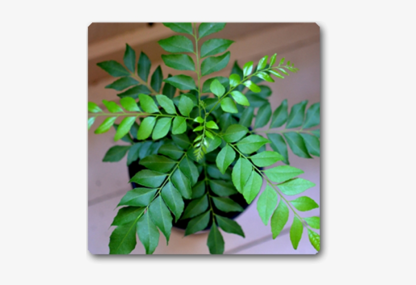 Curry Leaves Plant, transparent png #2537736