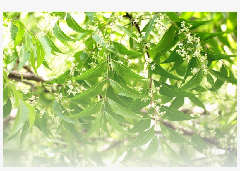 Senegal Neem Foundation © 2016 Frontier Theme - Neem Tree, transparent png #2537742