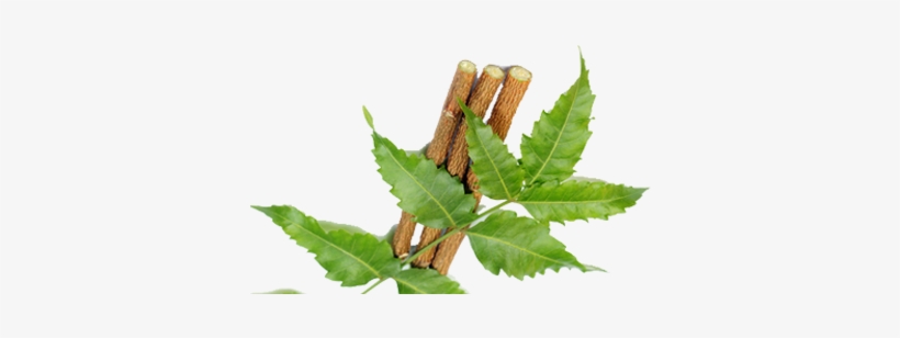 in the heaven of empyrean neem neem png free transparent png download pngkey empyrean neem neem png