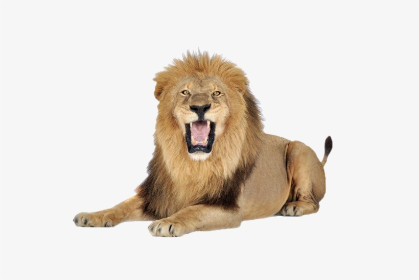 African Lion Png Transparent Image - Lion Roaring White Background, transparent png #2537833