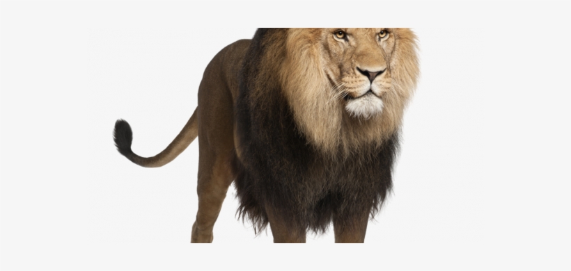 Exclusive Lions Photo Download Lion Png Images Free - Lion Standing Images Hd, transparent png #2537904