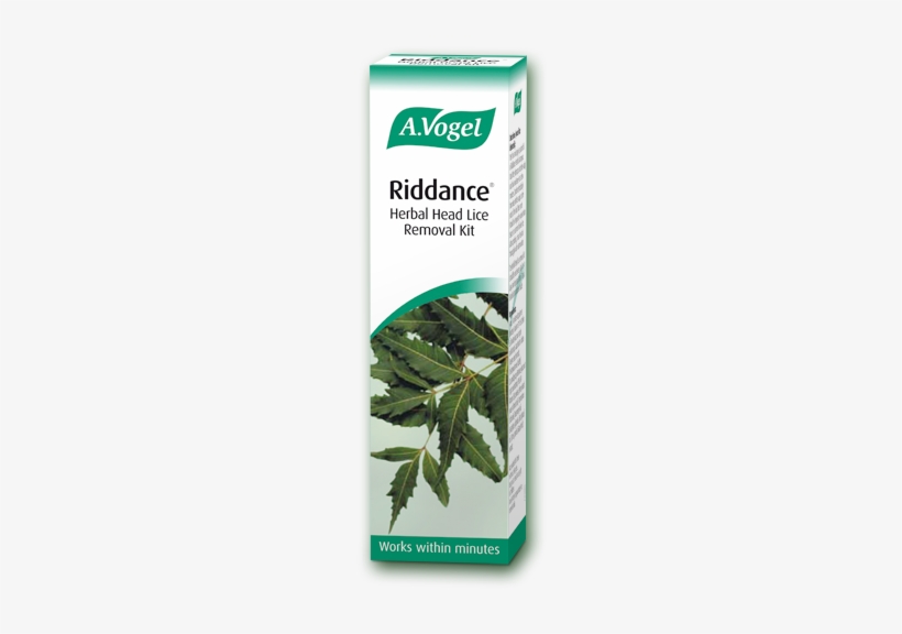 Detection, Treatment And Removal Of Head Lice - Medicine For Lice In India, transparent png #2537956