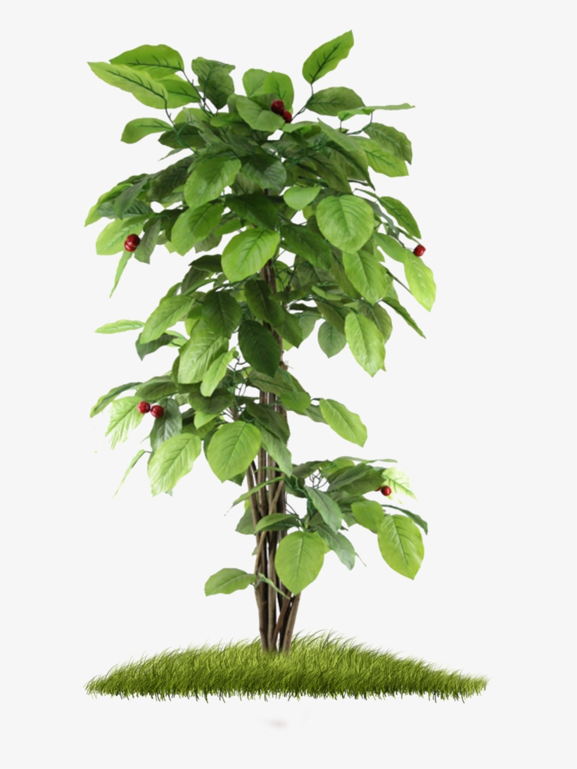 15 Small Plant Png For On Mbtskoudsalg - Small Tree Hd Png, transparent png #2538008