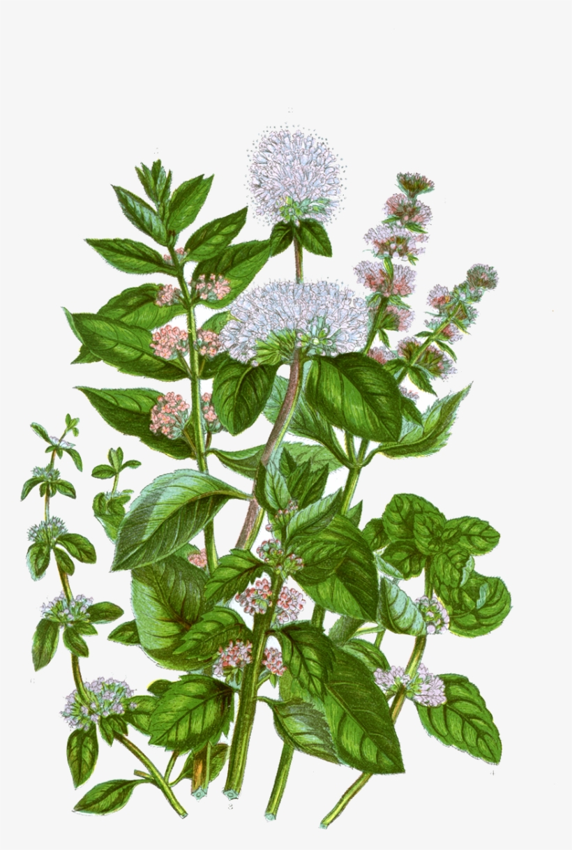 Mint Botanical Illustration, transparent png #2538090