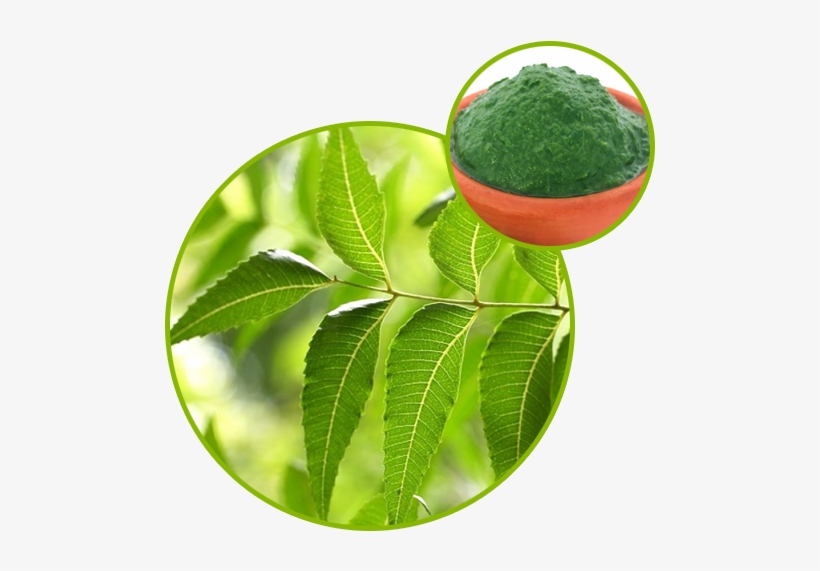 Neem Extract - Neem Tree, transparent png #2538201