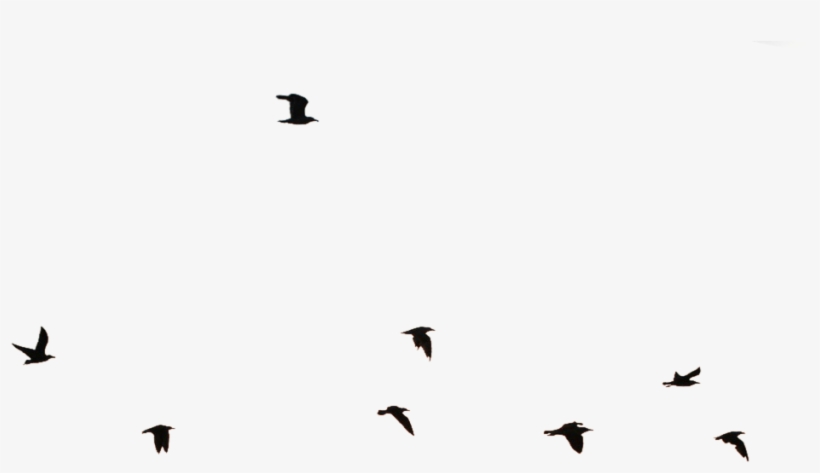 Flying Birds Images Png - Flock, transparent png #2539767