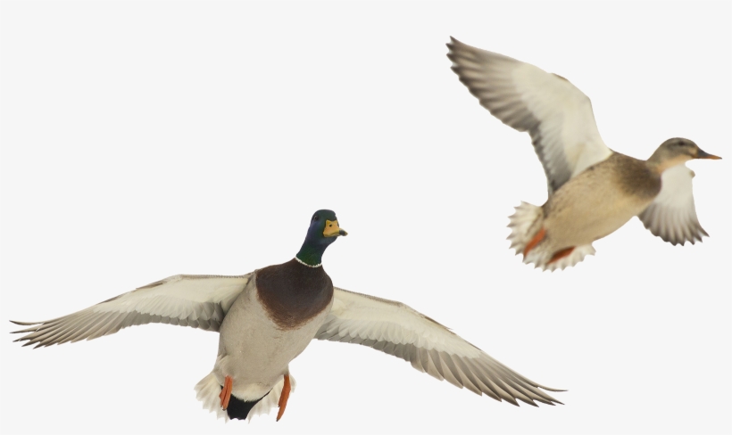 Download Png Image Report - Ducks In Flight Png, transparent png #2539863