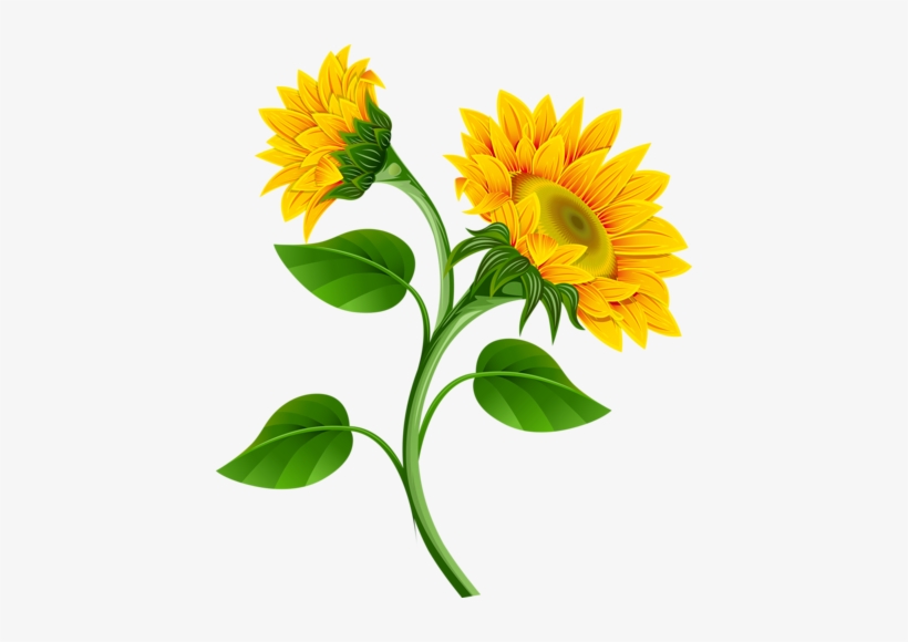 1 - Sunflower Clip Art Flowers, transparent png #2540927