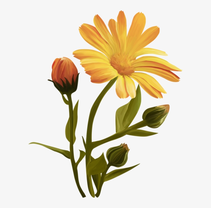 Common Sunflower, transparent png #2541026