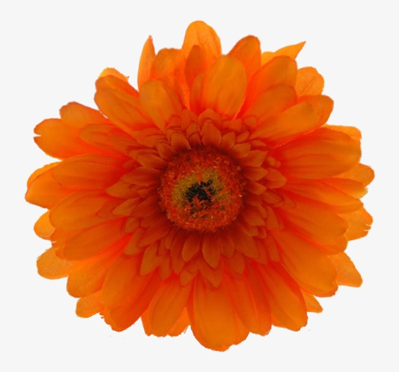 Now Only $19 - Orange Hibiscus Flower Png, transparent png #2541030