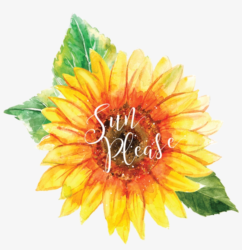 Sun Please - Sunflower, transparent png #2541048