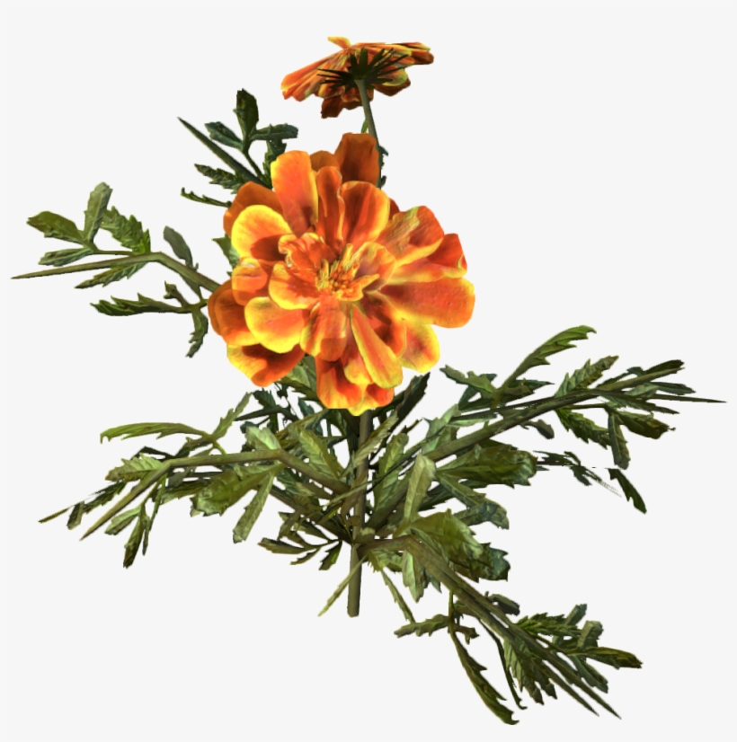 Marigold - Wiki, transparent png #2541073
