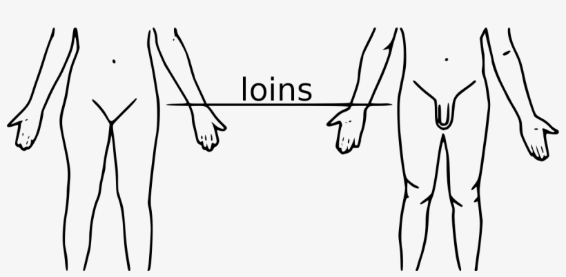 Loin In Human Body, transparent png #2541416