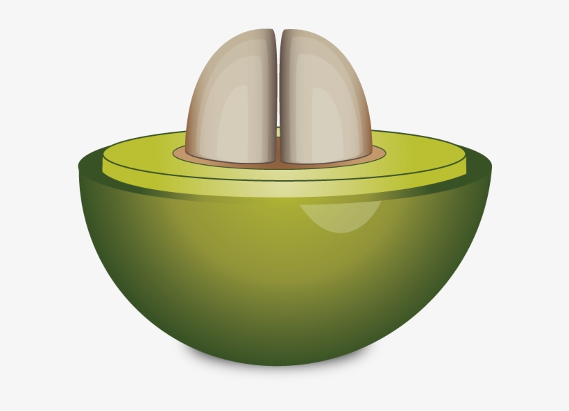 Cross Section Of Unripe Coffee Cherry - Coffee Cherry Tea, transparent png #2541447
