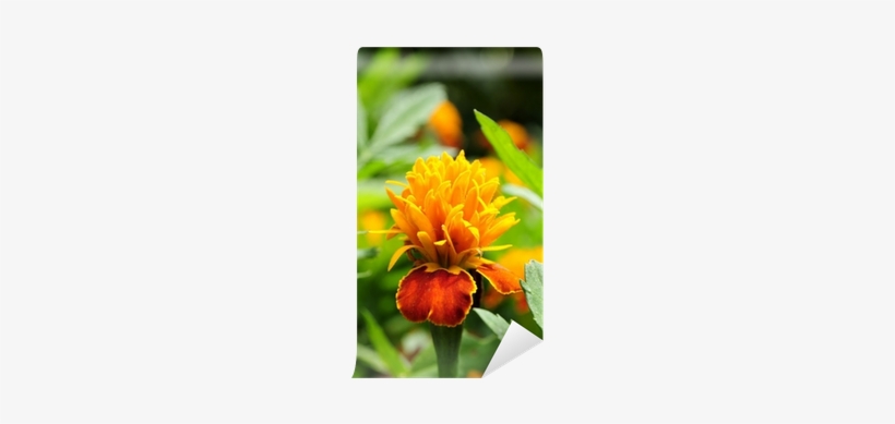 Marigold, transparent png #2541771
