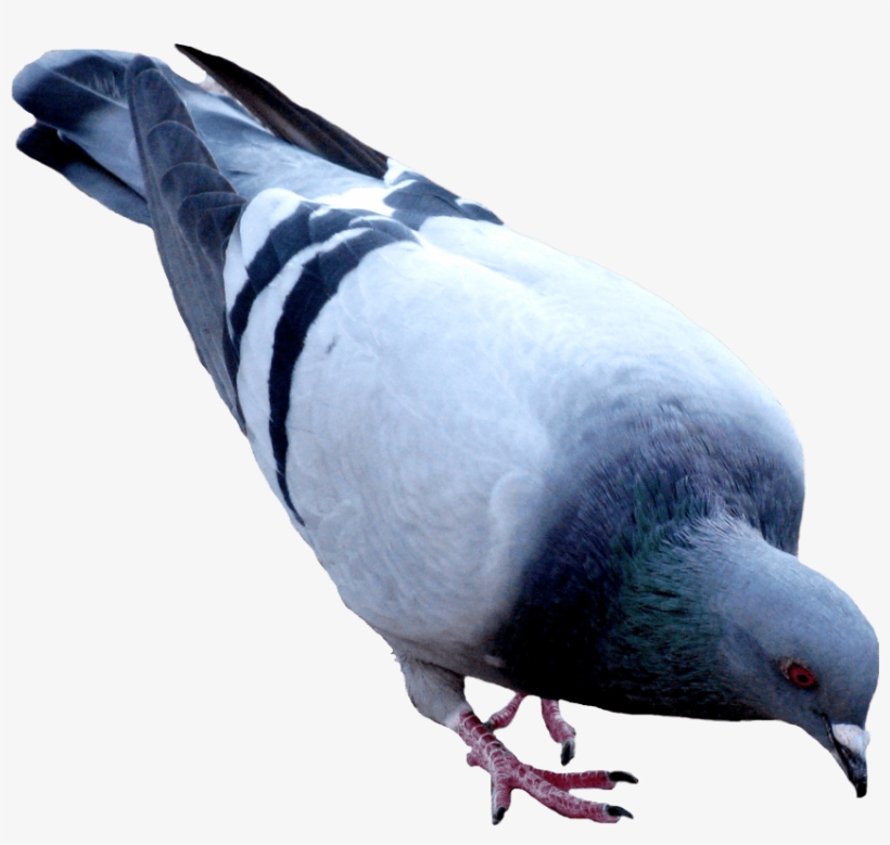 Free Png Street Pigeon Png Images Transparent - Pigeon Png, transparent png #2541937