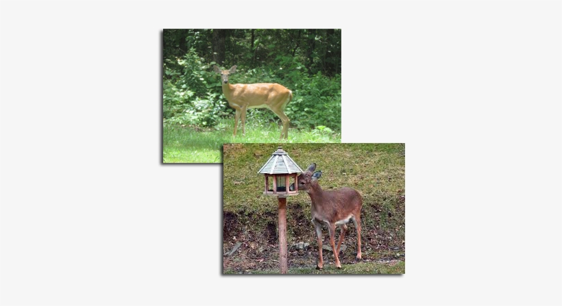 Deer Management/control Is One Of The Most Challenging - Pittsburgh, transparent png #2543768