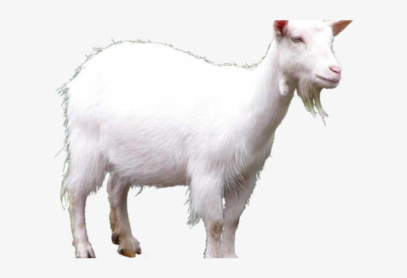 Goat Png Transparent Images - Toriel X Asgore Undertail, transparent png #2544109