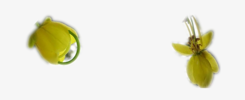 Photo - Kani Konna Poo Png, transparent png #2546662