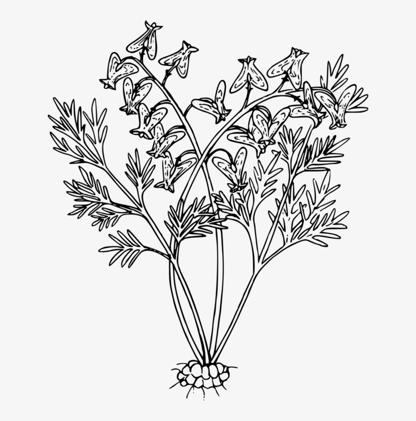 Wildflower Black And White Cut Flowers Plants - Line Art, transparent png #2546766
