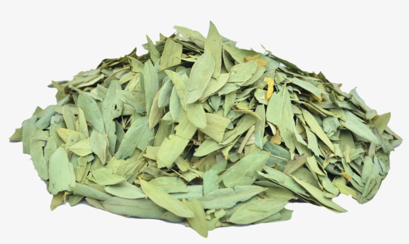 Senna ملکی Png Cassia Acutifolia Benefits, transparent png #2546807