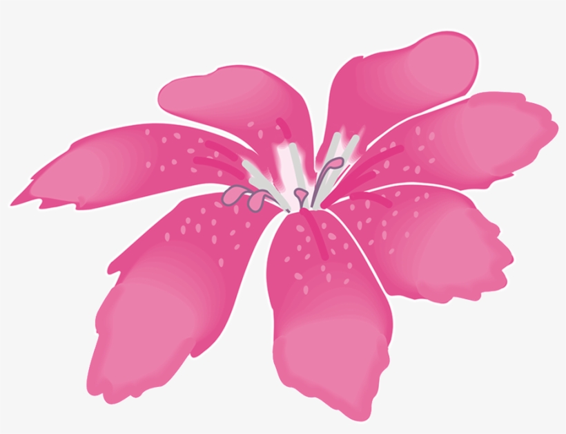 This Graphics Is Big Pink Flower About Big Flower - بک گراند عکس عروسی, transparent png #2548142