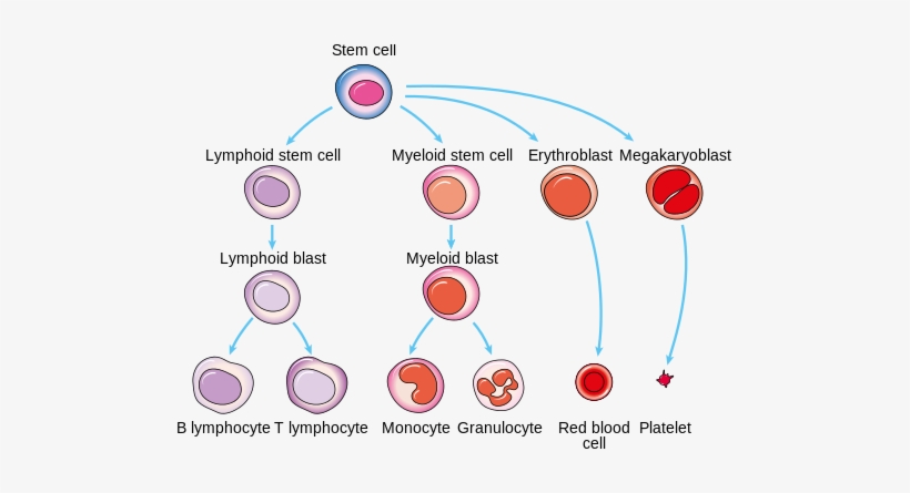 Diagram Showing How White Blood Cells Are Made - White Blood Cell Diagram, transparent png #2548729