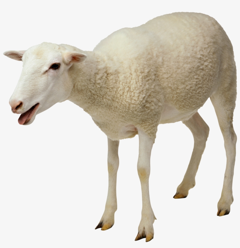 Sheep Png Image - Sheep Png, transparent png #2548979