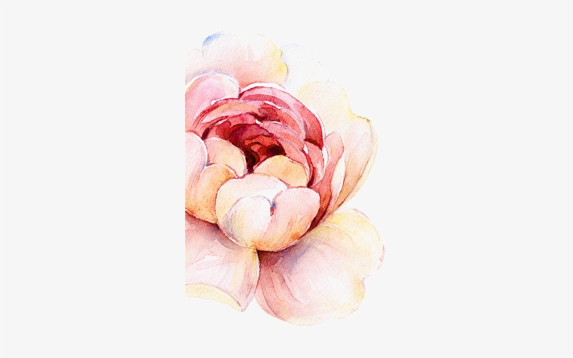 Beginning - Japanese Camellia, transparent png #2549032