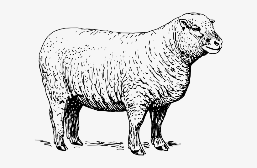 Clip Art Of Sheep, transparent png #2549172