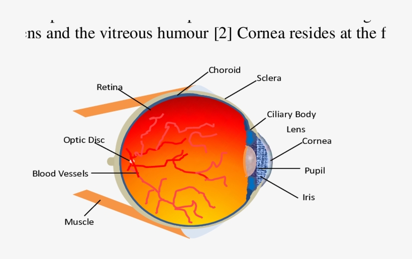 Schematic Diagram Of A Human Eye [3] - Diagram, transparent png #2549217