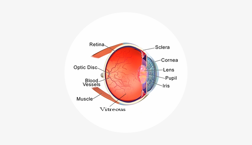Eye-anatomy - Stricture Of The Eye, transparent png #2549265