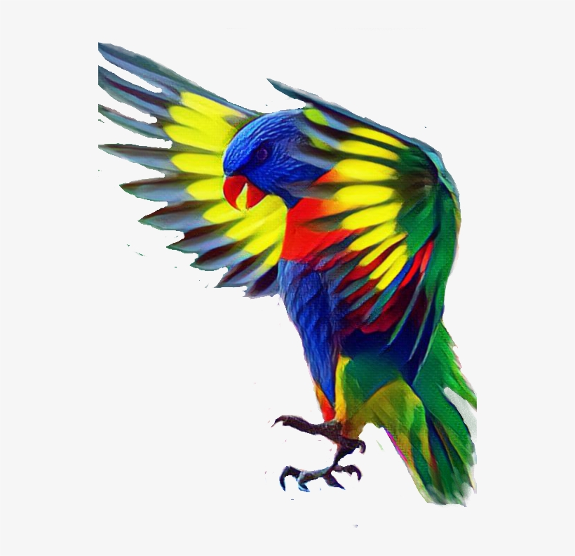 Report Abuse - Bird, transparent png #2549672